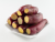 日光地瓜Sweet Potato