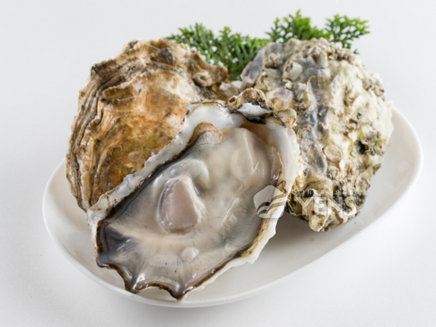 全殻生蠔Whole Shell Oyster