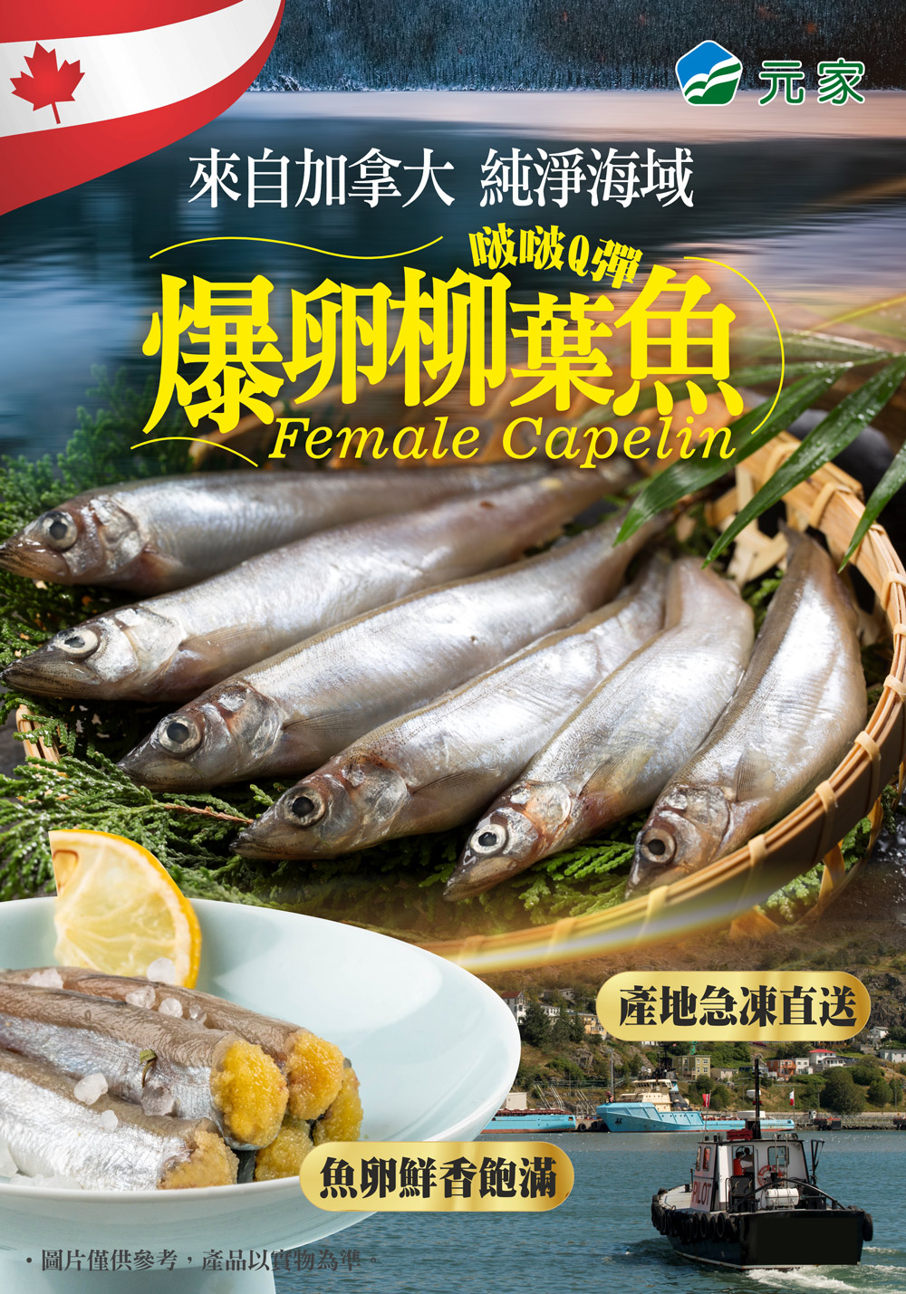 毛鱗魚(柳葉魚)EDM