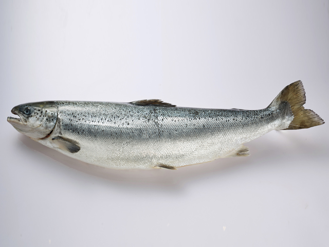 大西洋鮭魚<P>Atlantic Salmon
