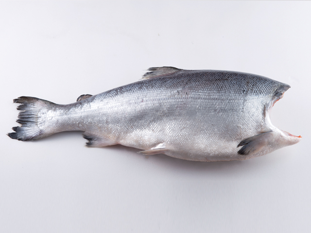 銀鮭(去頭銀鮭/帶頭銀鮭)<P>Coho Salmon, H&G