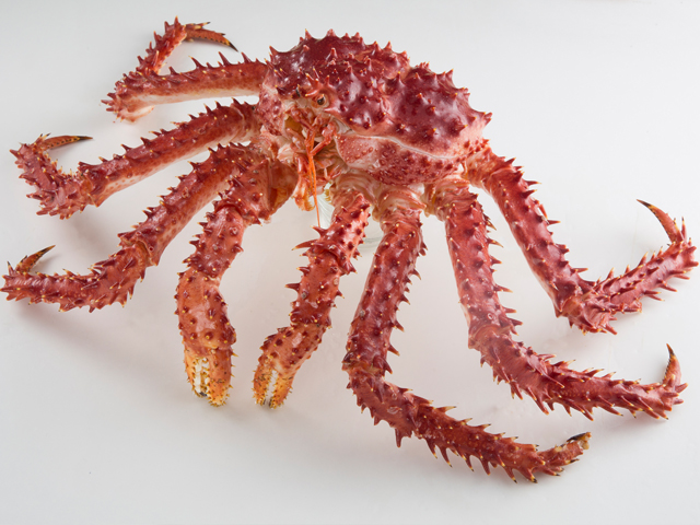 Raw King Crab