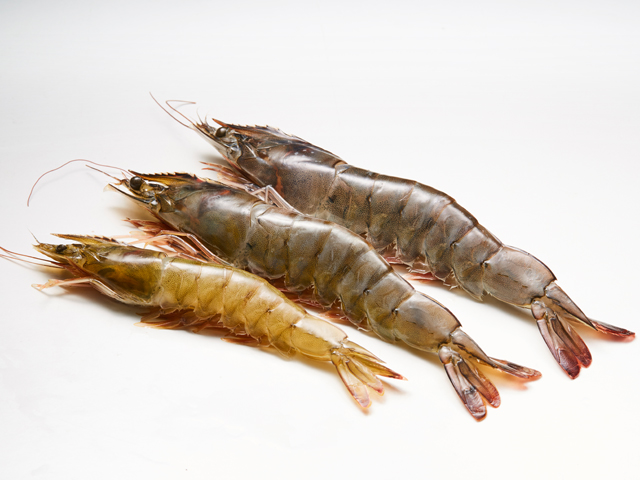 Raw/Cooked Vannamei Shrimp (Southeast Asia)