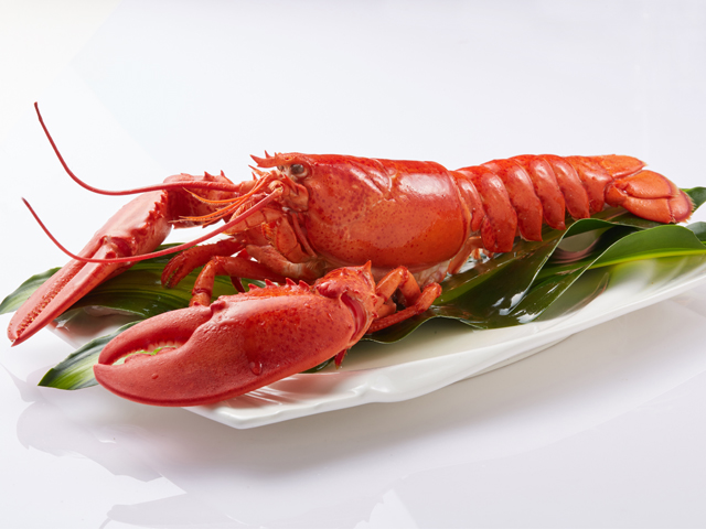 American Homard Lobster