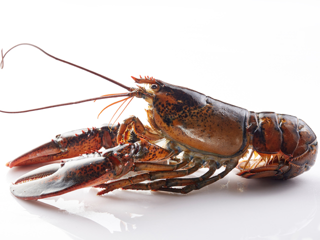 波士頓龍蝦(生/殺菁/熟)<P>American Homard Lobster