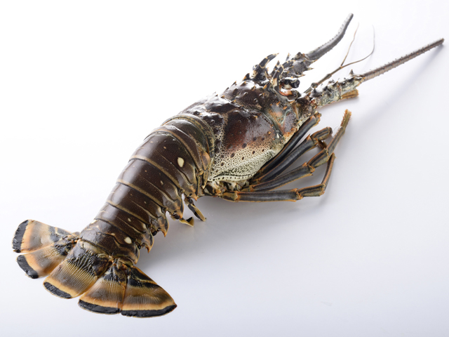 龍蝦(生/熟)<P>Lobster (Raw/Cooked)
