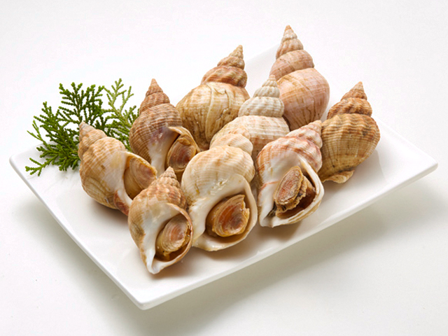 法國海螺<P>Whelk