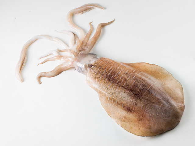 Oval Squid