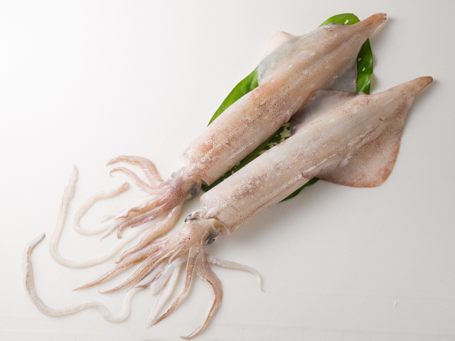 透抽<P>Loligo Squid