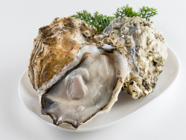 Whole Shell Oyster