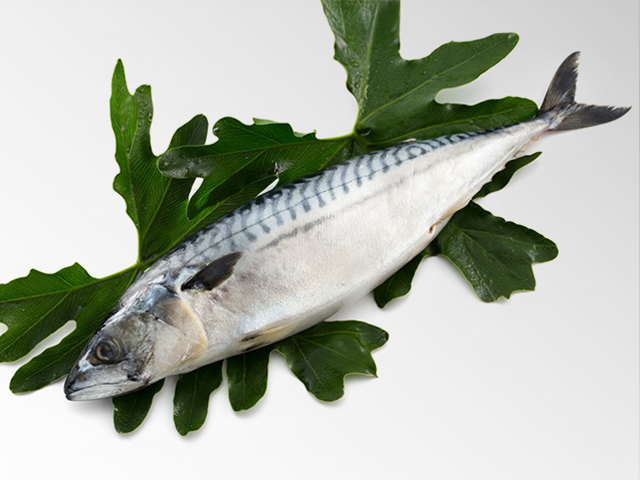 Frozen Mackerel