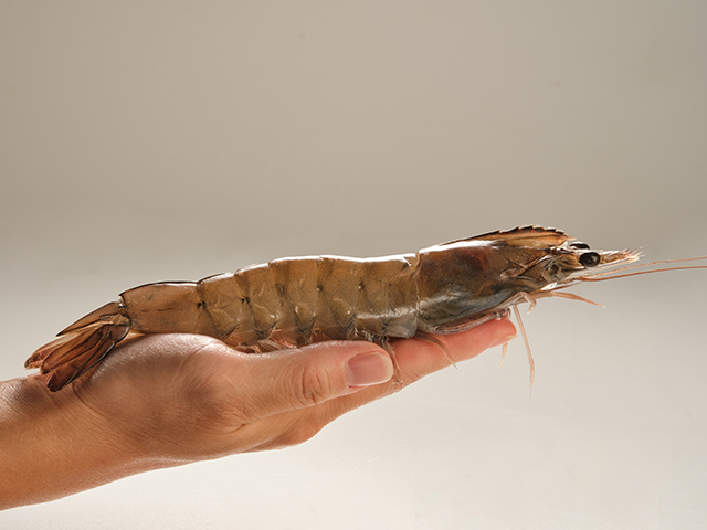 Raw Vannamei Shrimp (GOLDEN BRICK BRAND)