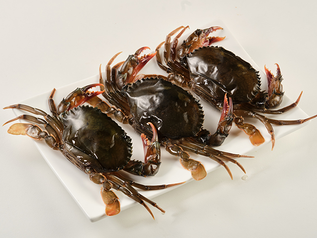 Softshell Crab