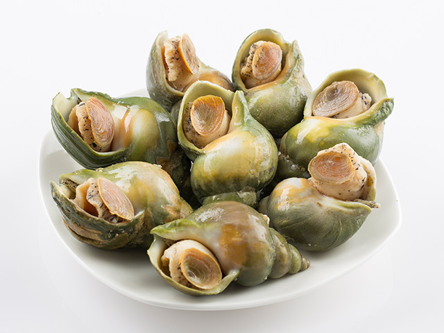 Canadian Green Whelk
