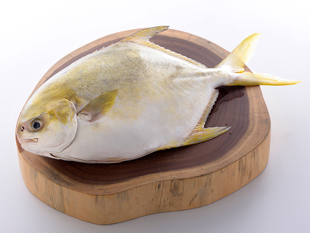 金鯧魚(黃金鯧)<P>Frozen Pompano Fish