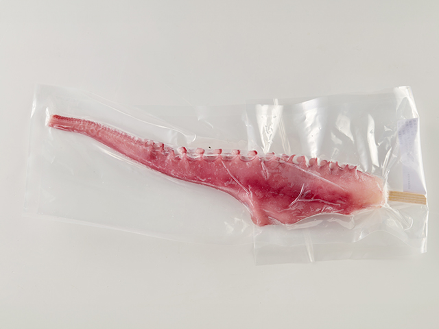 Giant Squid Tentacle