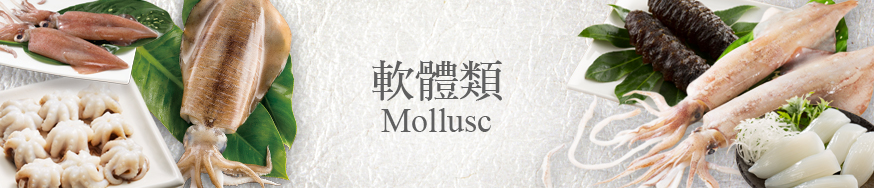 Mollusc