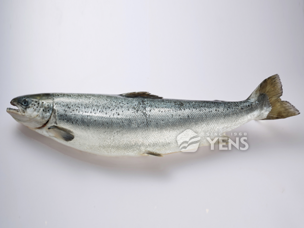 Atlantic Salmon