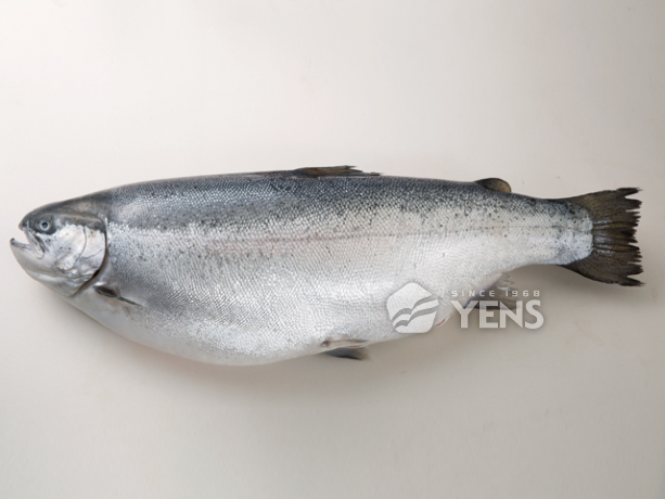 鮭鱒Salmon Trout