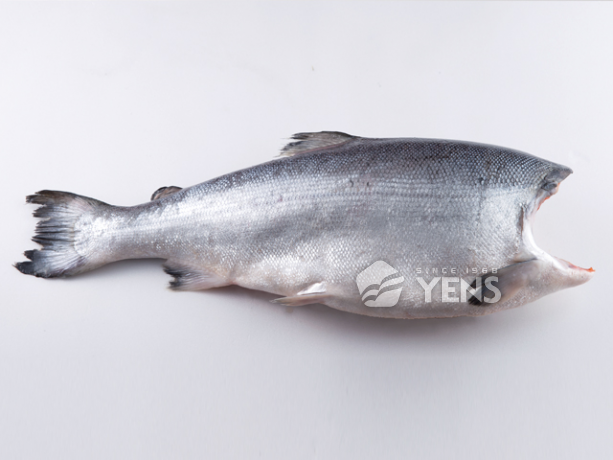 去頭鮭魚Coho Salmon