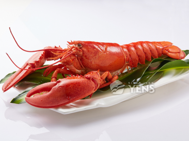 American Homard Lobster