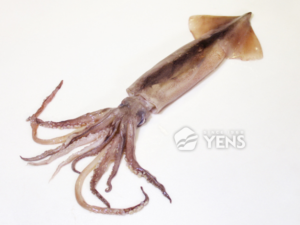 Illex Squid