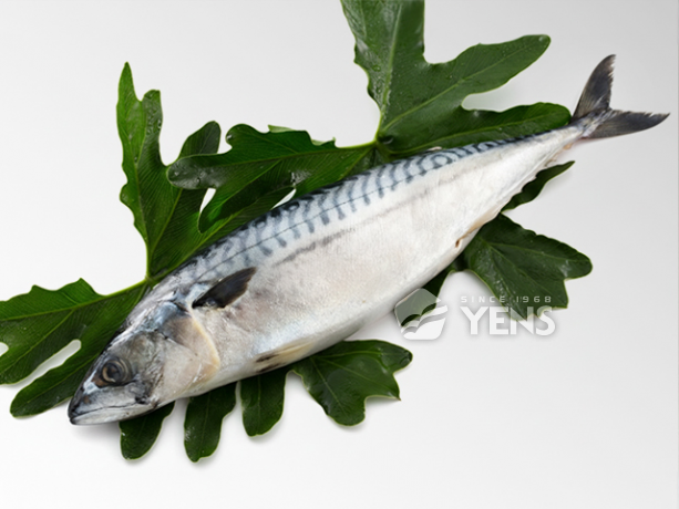 Frozen Mackerel
