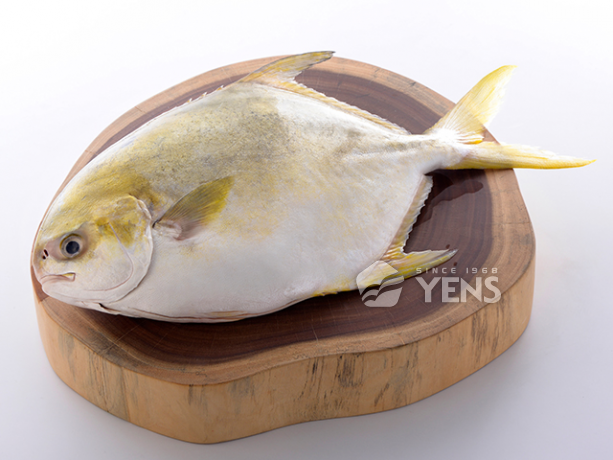 金鯧魚(黃金鯧)